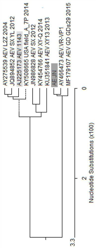 A Strain of Avian Encephalomyelitis Virus and Its Application