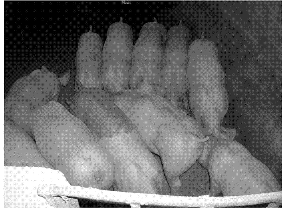 Iron-supplementing compound and preparation method thereof