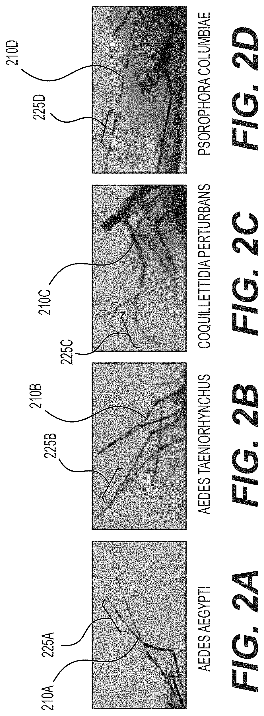 Leveraging smart-phone cameras and image processing techniques to classify mosquito genus and species