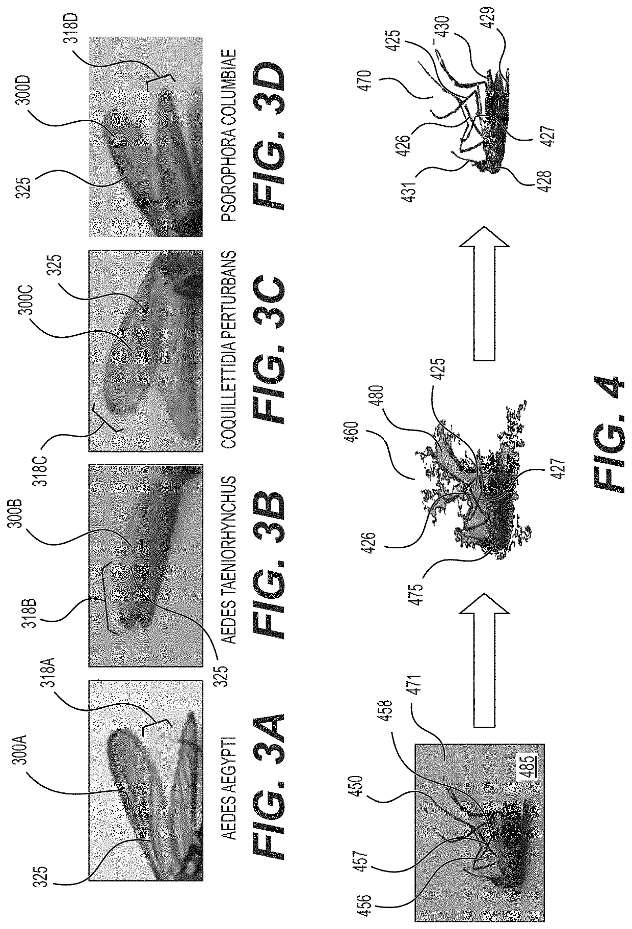 Leveraging smart-phone cameras and image processing techniques to classify mosquito genus and species