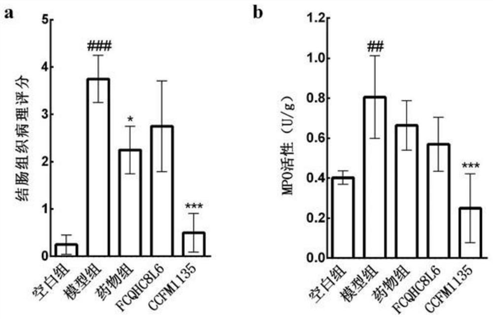 Application of lactobacillus reuteri in preventing and relieving ulcerative colitis