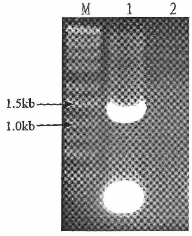 Method for extracting RNA of sweet potato root tuber and application thereof