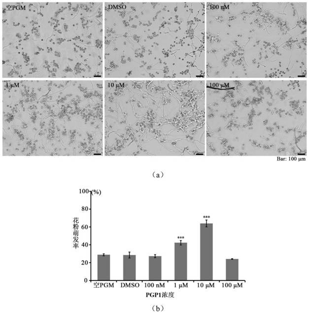 Compound for promoting pollen germination and application thereof