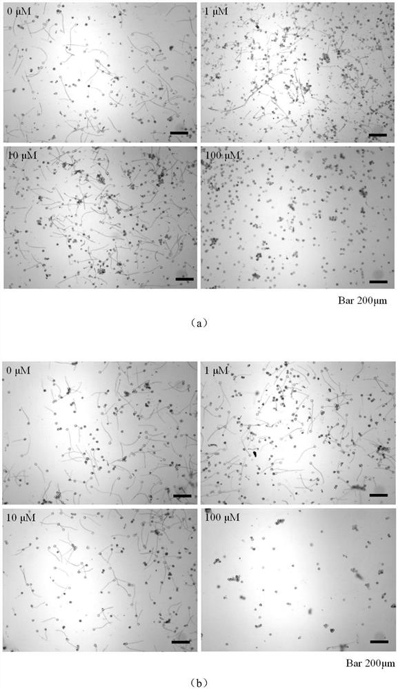 Compound for promoting pollen germination and application thereof