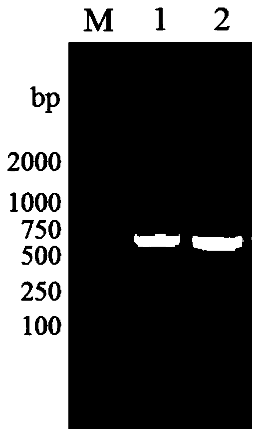 Yeast two-hybrid vector, construction method and application thereof in protein interaction