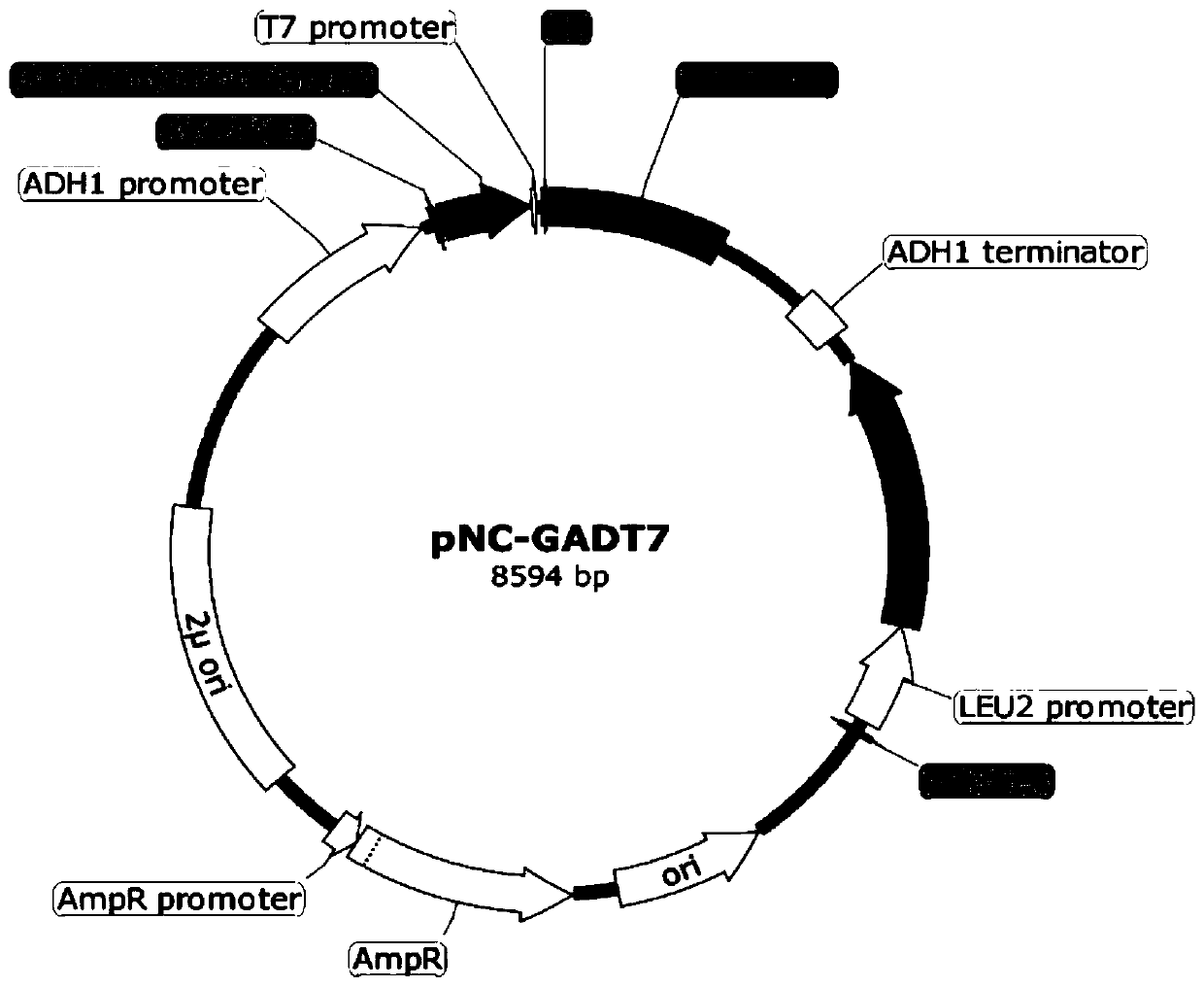 Yeast two-hybrid vector, construction method and application thereof in protein interaction