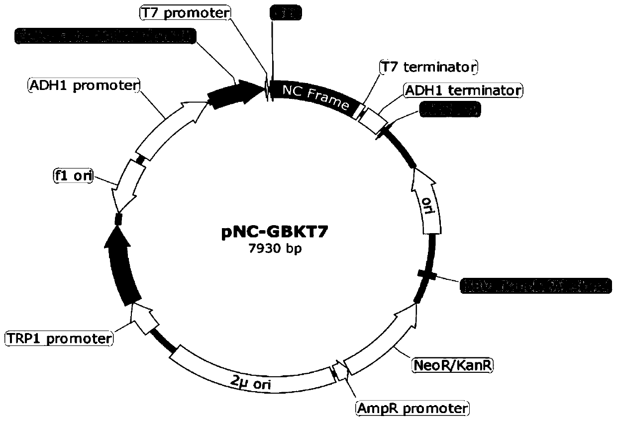 Yeast two-hybrid vector, construction method and application thereof in protein interaction