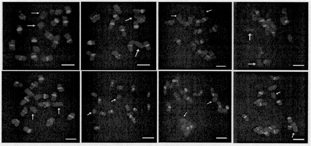 Identification method for cucumber-sour cucumber alien addition line material