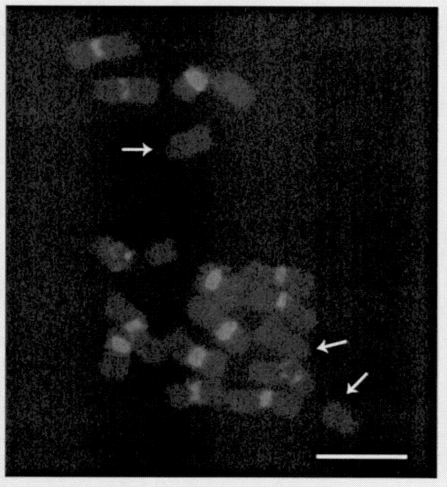 Identification method for cucumber-sour cucumber alien addition line material