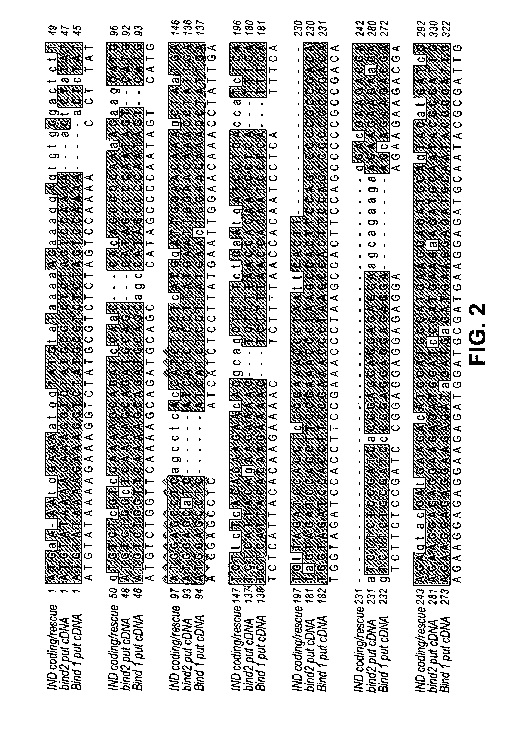 Brassica INDEHISCENT1 sequences