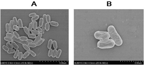 A strain of Bacillus Velez, its microecological preparation and its preparation method