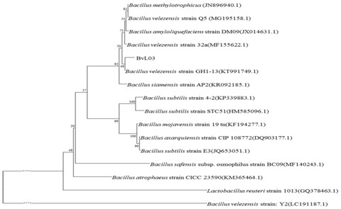 A strain of Bacillus Velez, its microecological preparation and its preparation method