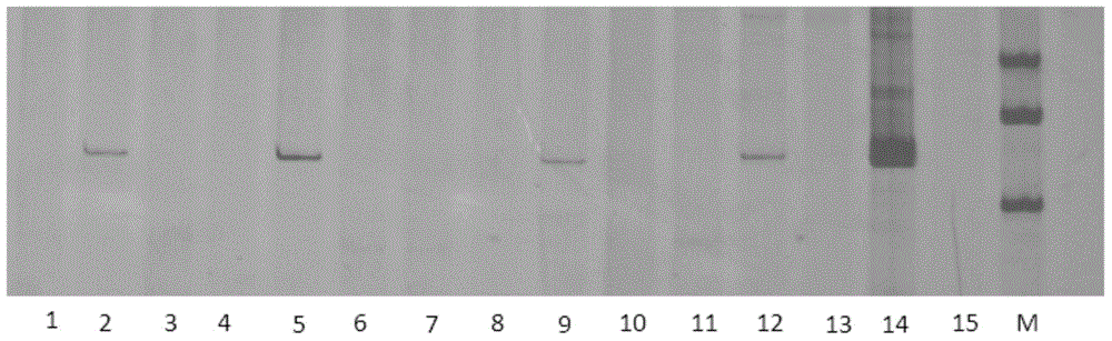 Gene TaFBK1 with F-box structure field, and expression vector and application thereof