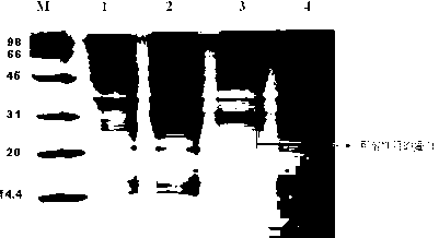 Indirect ELISA (enzyme-linked immunosorbent assay) method for detecting PRRSV (porcine reproductive and respiratory syndrome virus) antibody through tandem repeat expression of GP5 dominant antigen epitopes