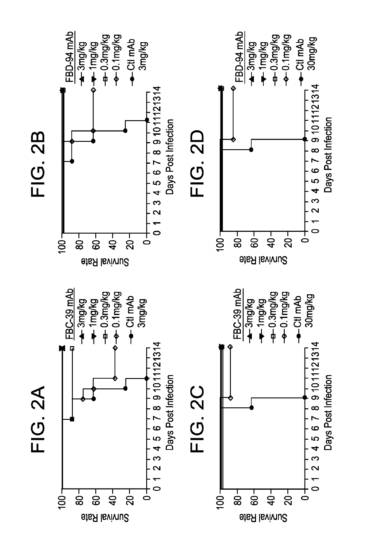 Neutralizing anti-influenza B antibodies and uses thereof