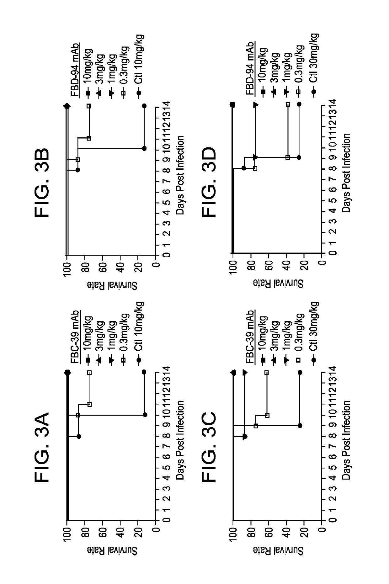 Neutralizing anti-influenza B antibodies and uses thereof