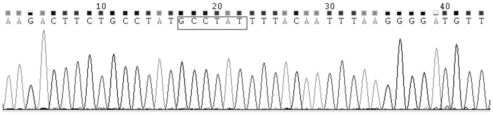 A primer, probe, locked nucleic acid probe, kit and detection method for detecting c-kit gene mutation