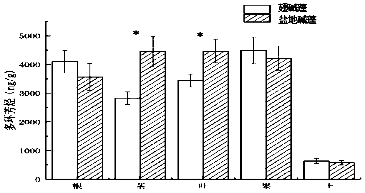 Screening method of coastal wetland polycyclic aromatic hydrocarbon pollution purification and remediation plants