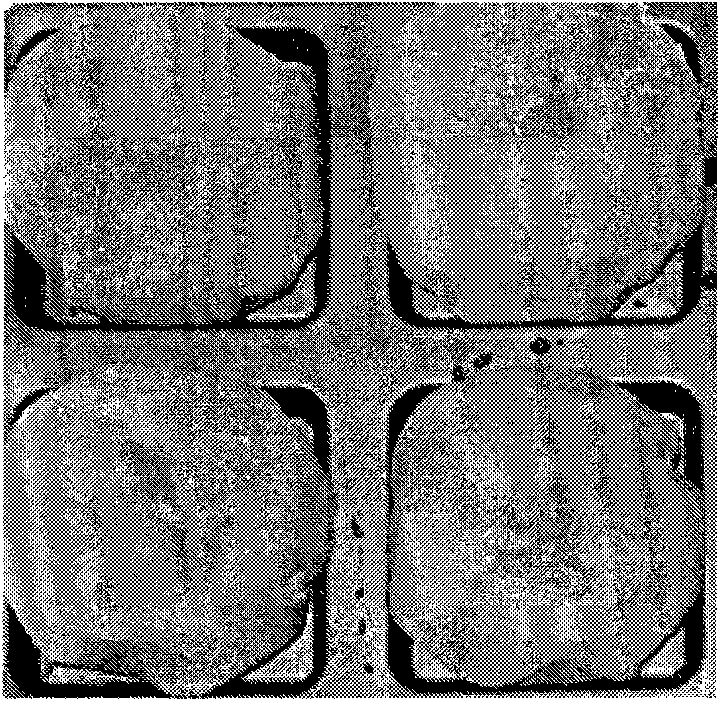 Method for processing persimmons