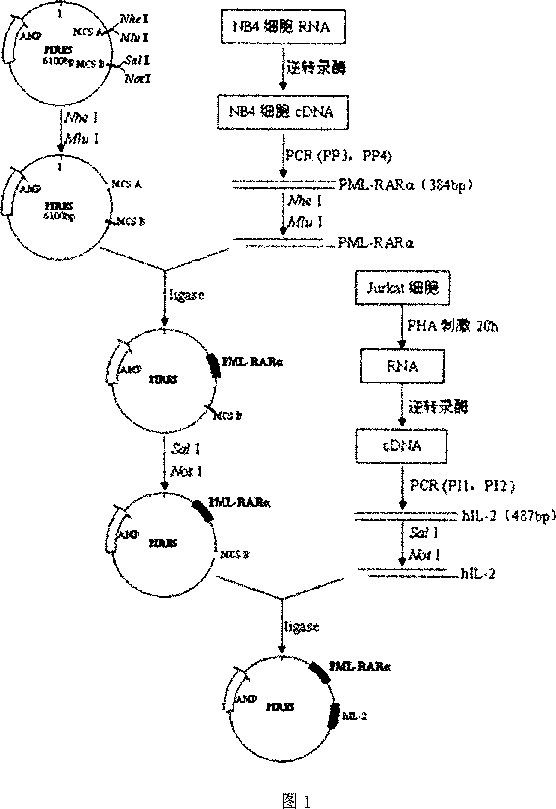 Acute progranulocyte leukemia DNA vaccine PML-RAR alpha 384-hIL-2 and preparing method and application thereof