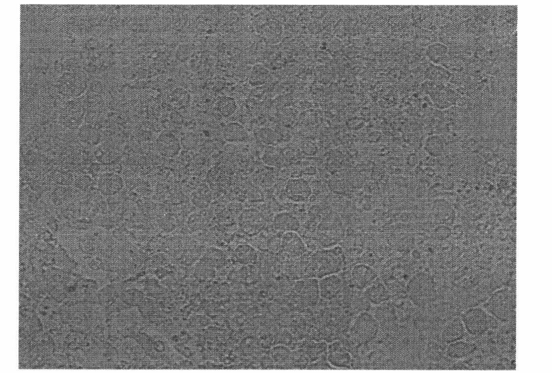 Method for separating cells from different tissues