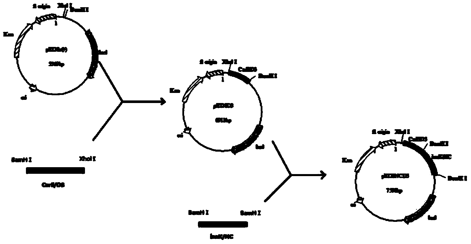 Carboxylesterase D-1CarE3 cell surface display system and whole-cell catalyst as well as preparation method and application of whole-cell catalyst