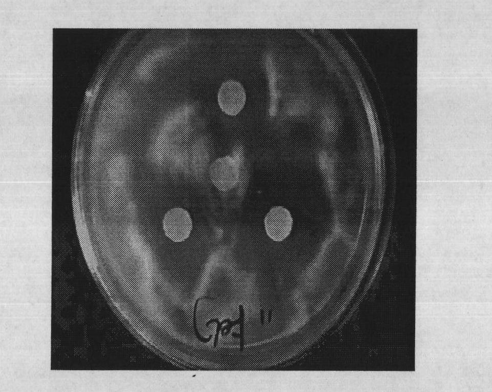 Medlar mould proof color fixative