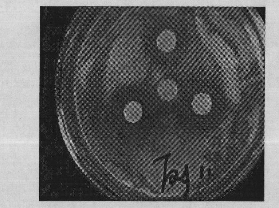 Medlar mould proof color fixative