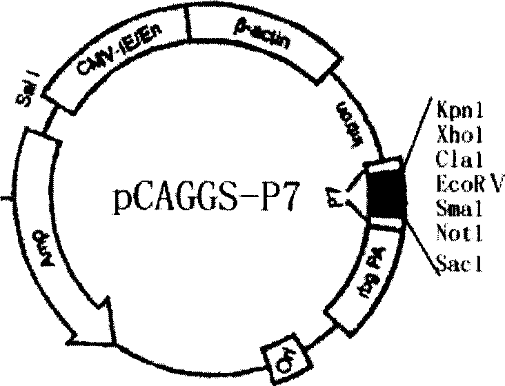 Curtail hemagglutinin vaccine for preventing influenza virus and its preparing method