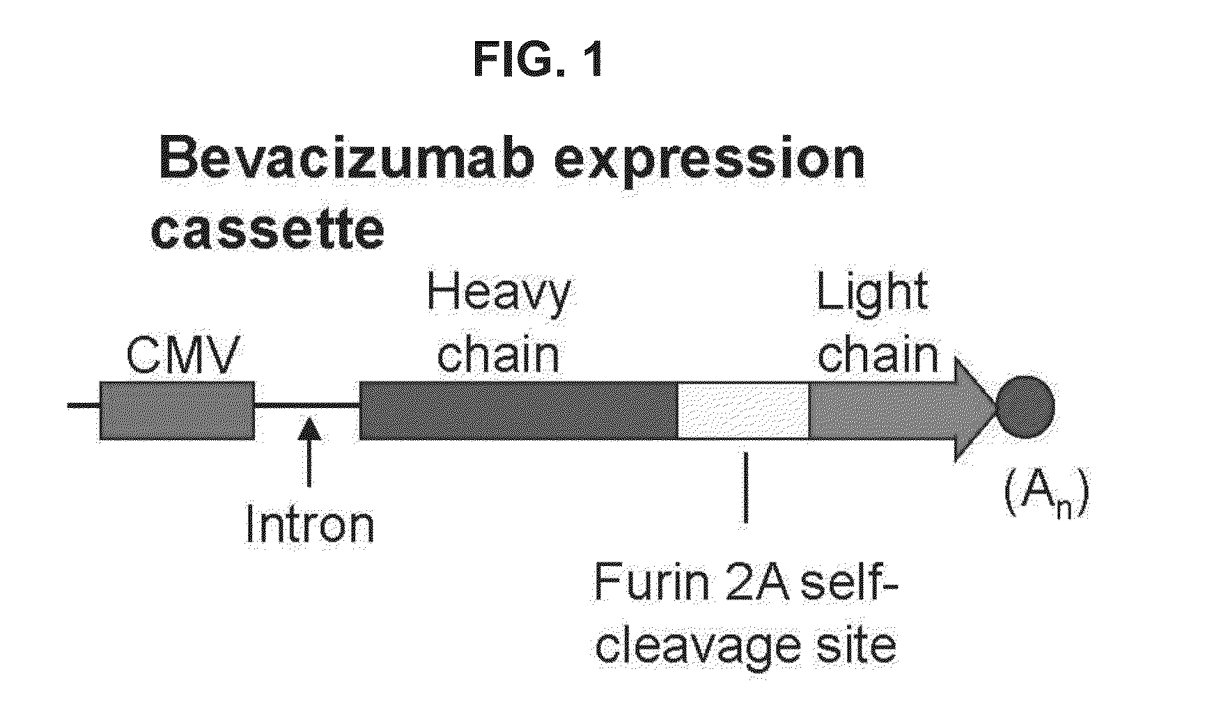 Virus-mediated delivery of bevacizumab for therapeutic applications