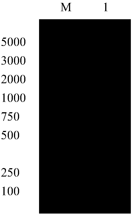 Method for screening estrogen receptor Alpha single chain antibody with phage antibody library