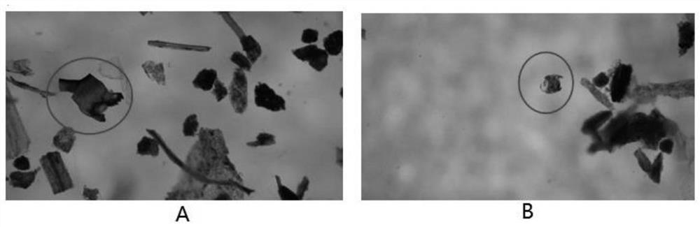 Staining agent and its staining method for isolating subfossils of chironomid head shells