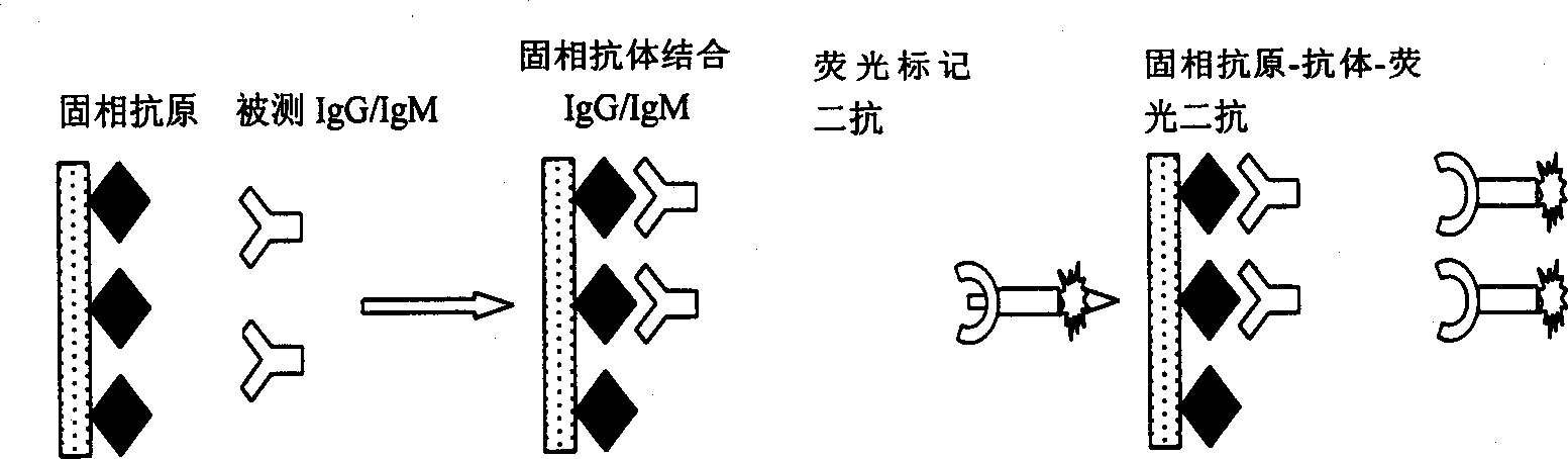 Protein-chip for prenated diagnosis and its preparing process