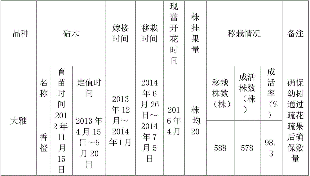 Method for citrus bare-root transplanting in summer