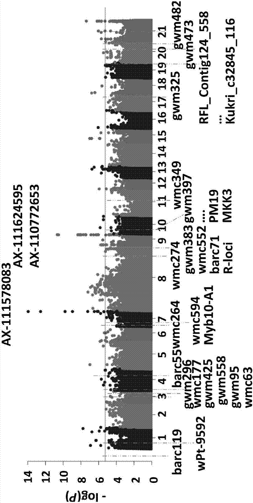 Wheat preharvest sprouting resistance character-related KASP molecular markers and application thereof