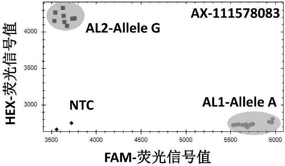 Wheat preharvest sprouting resistance character-related KASP molecular markers and application thereof