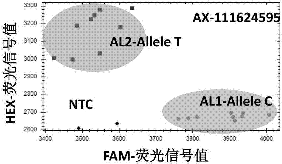 Wheat preharvest sprouting resistance character-related KASP molecular markers and application thereof