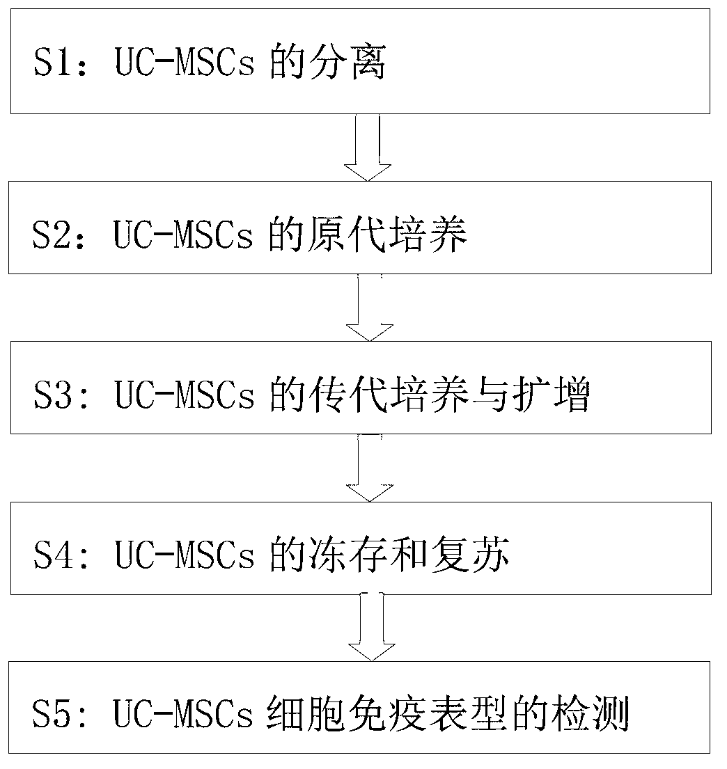 Method for culturing human umbilical cord mesenchymal stem cells through combination of adherence density gradient method and EGF (Epidermal Growth Factor)