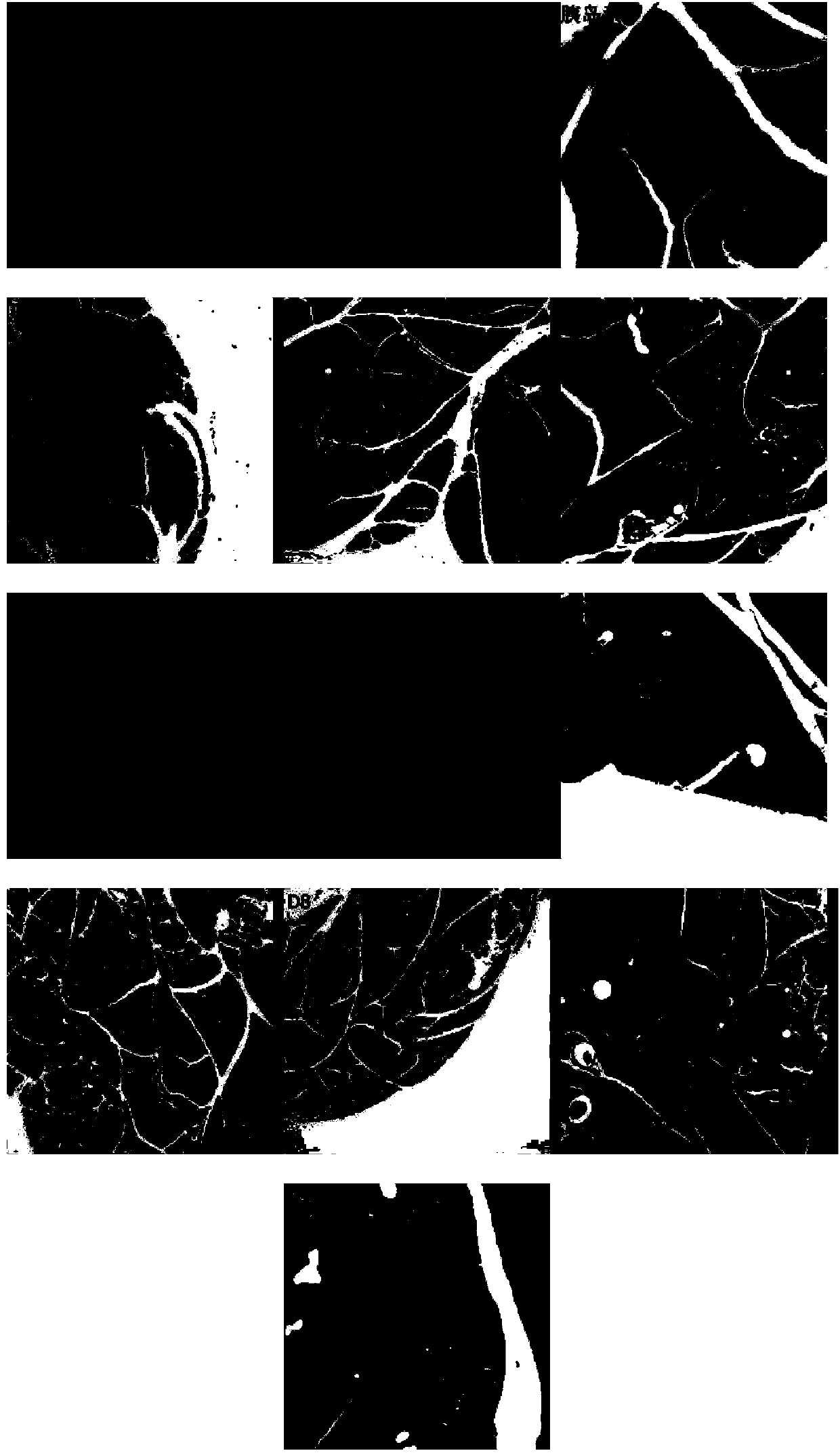 Application of ferric iron ferriporphyrin compound in preparation of anti-type-2 diabetes drug