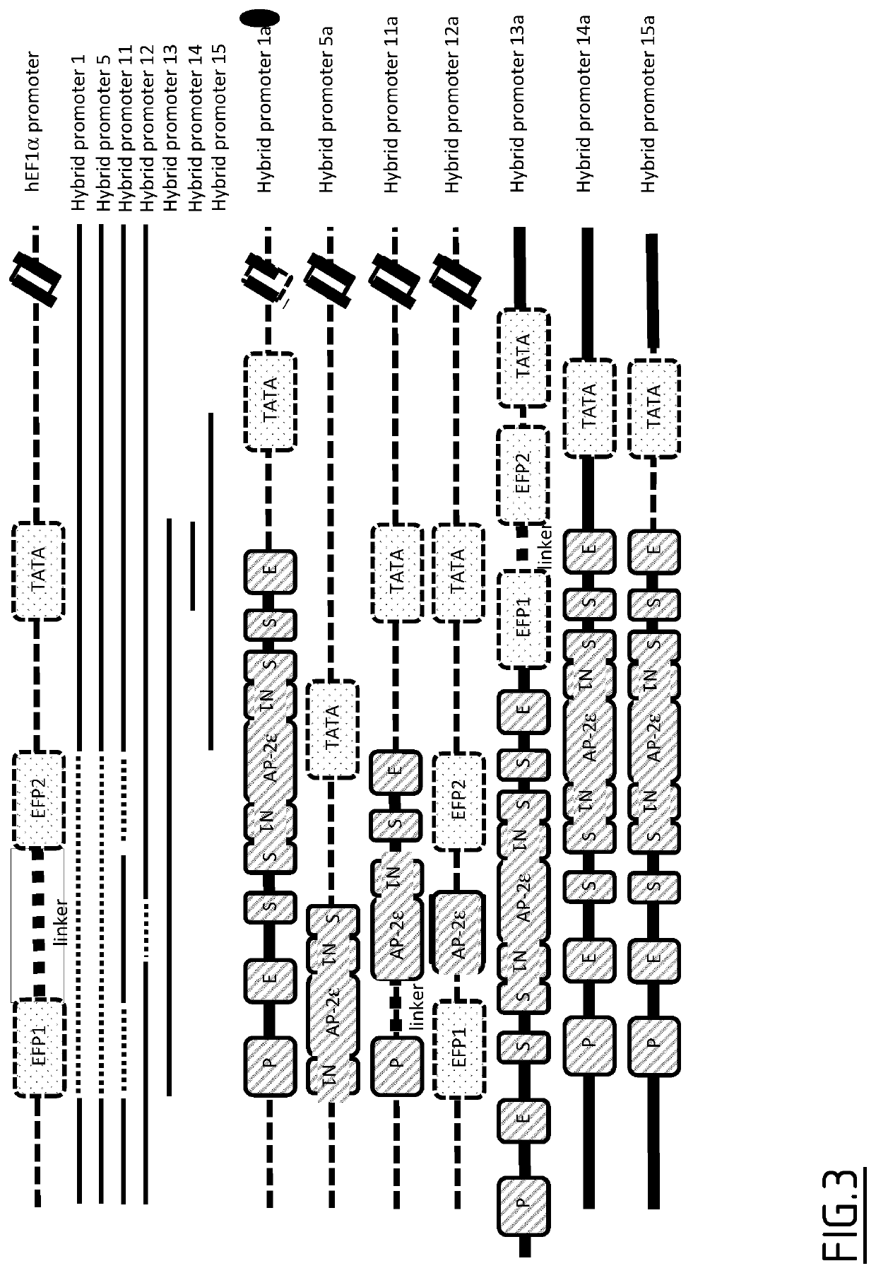 Hybrid promoters and their uses in therapy, notably for treating type ii collagenopathies