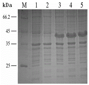 Indirect ELISA (enzyme-linked immunosorbent assay) detection kit based on toxoplasma gondii matrix protein 1