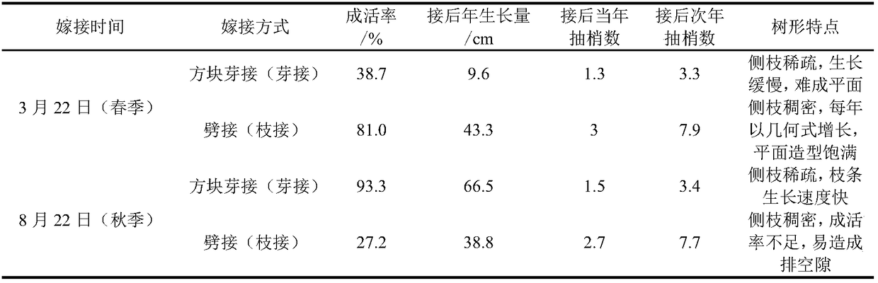 Gingko screen type hedgerow modeling method based on grafting and knitting technology