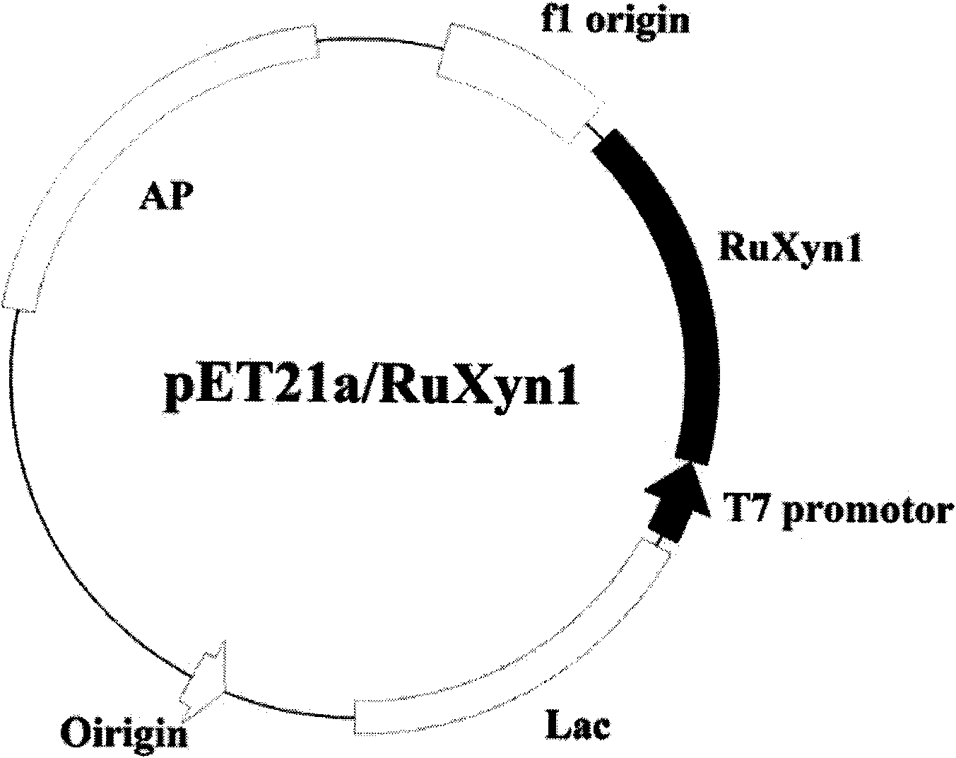 Cryophilic xylosidase/arabinofuranosidase and preparation method and application thereof