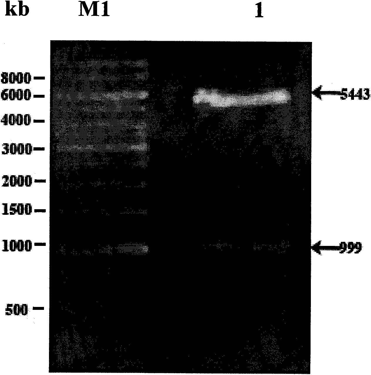 Cryophilic xylosidase/arabinofuranosidase and preparation method and application thereof