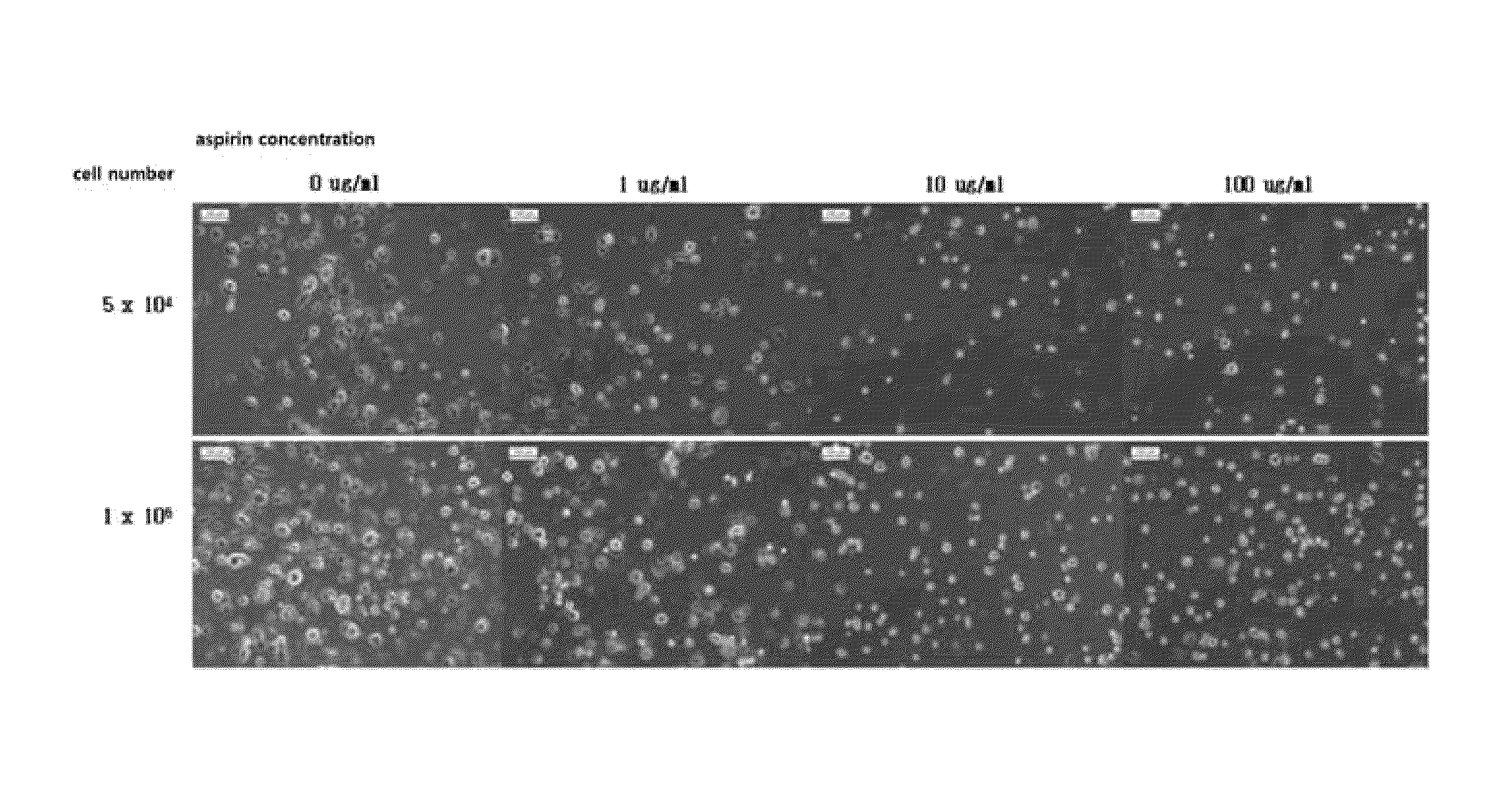 Method and composition for preventing stem cell disruption and aggregation