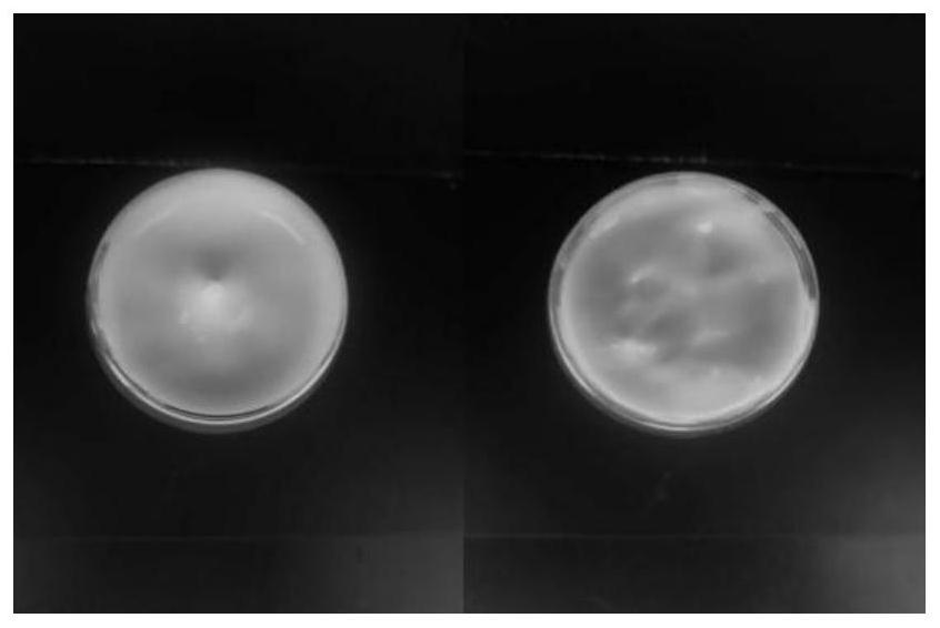 A preparation method of a composition containing spirulina polysaccharide extract