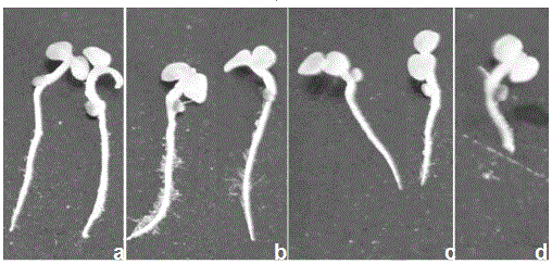 A Rapid Screening Method for High Nicotine Tobacco Mutants