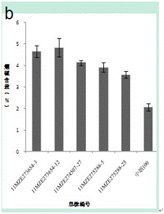 A Rapid Screening Method for High Nicotine Tobacco Mutants