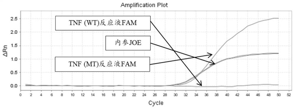 Primer pair and kit for detecting related gene polymorphism of adalimumab medication