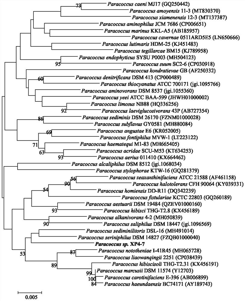 Alkane degrading functional bacterium XP4-7 and application thereof